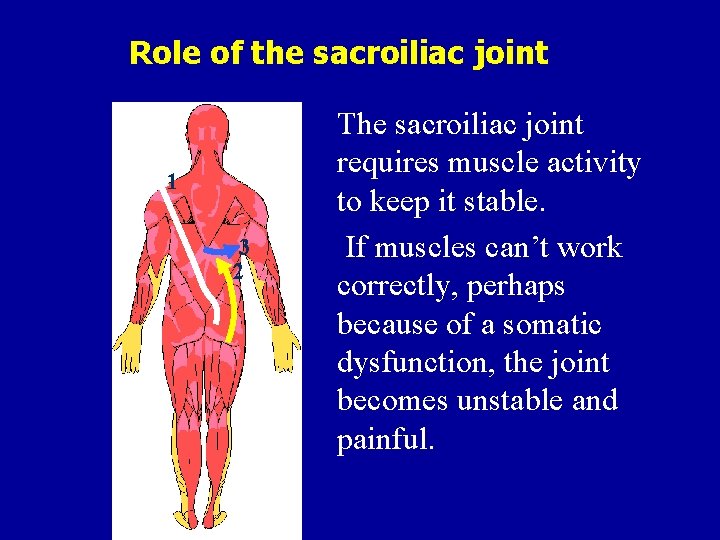 Role of the sacroiliac joint 1 3 2 The sacroiliac joint requires muscle activity