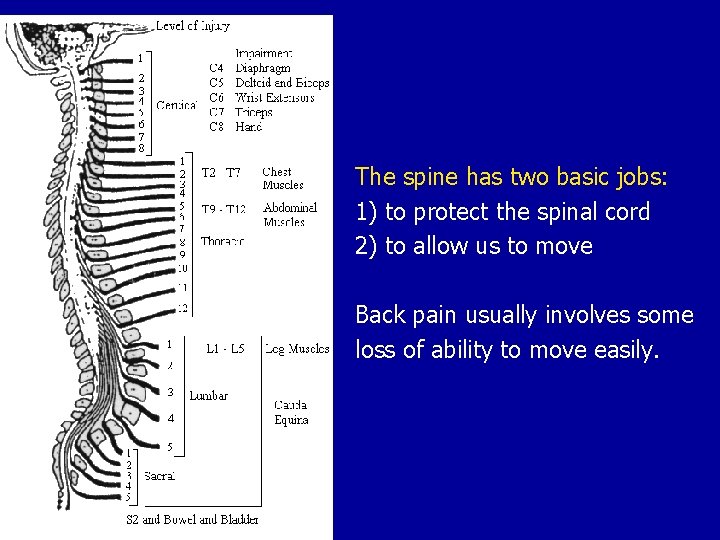 The spine has two basic jobs: 1) to protect the spinal cord 2) to