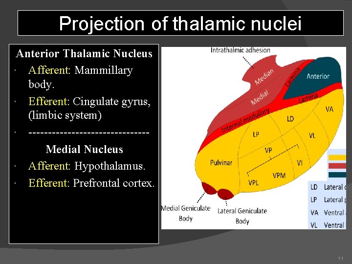 Projection of thalamic nuclei Anterior Thalamic Nucleus Afferent: Mammillary body. Efferent: Cingulate gyrus, (limbic