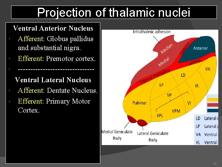 Projection of thalamic nuclei Ventral Anterior Nucleus Afferent: Globus pallidus and substantial nigra. Efferent: