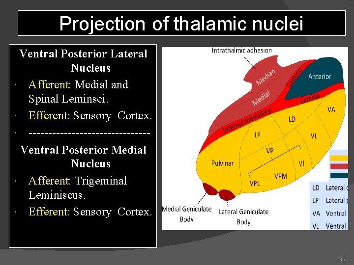 Projection of thalamic nuclei Ventral Posterior Lateral Nucleus Afferent: Medial and Spinal Leminsci. Efferent: