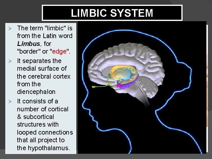 LIMBIC SYSTEM The term "limbic" is from the Latin word Limbus, for "border" or