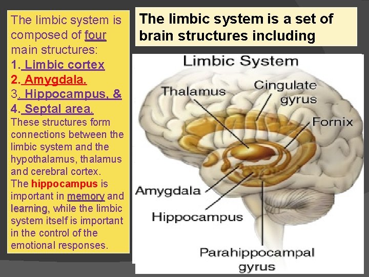 The limbic system is composed of four main structures: 1. Limbic cortex 2. Amygdala.