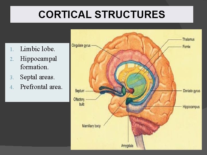 CORTICAL STRUCTURES Limbic lobe. 2. Hippocampal formation. 3. Septal areas. 4. Prefrontal area. 1.