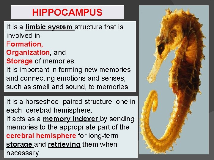 HIPPOCAMPUS It is a limbic system structure that is involved in: Formation, Organization, and