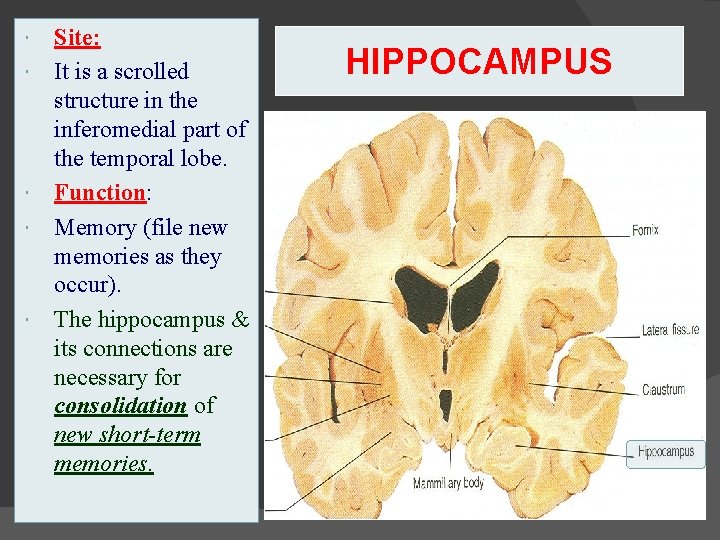  Site: It is a scrolled structure in the inferomedial part of the temporal