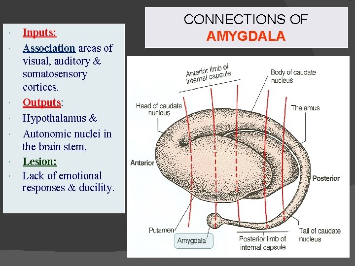  Inputs: Association areas of visual, auditory & somatosensory cortices. Outputs: Hypothalamus & Autonomic