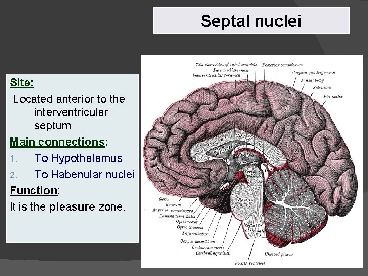 Septal nuclei Site: Located anterior to the interventricular septum Main connections: 1. To Hypothalamus