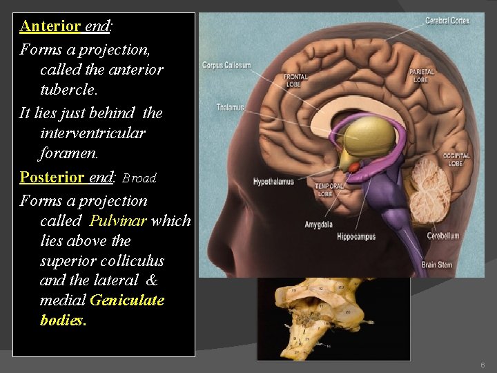 Anterior end: Forms a projection, called the anterior tubercle. It lies just behind the