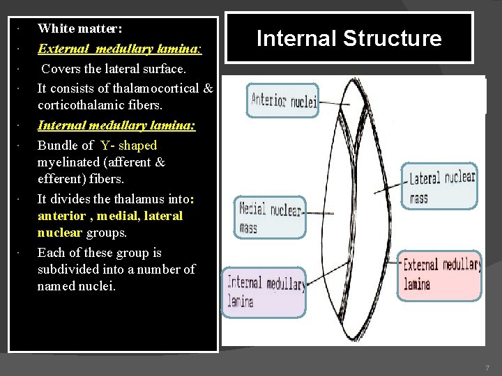  White matter: External medullary lamina: Covers the lateral surface. It consists of thalamocortical