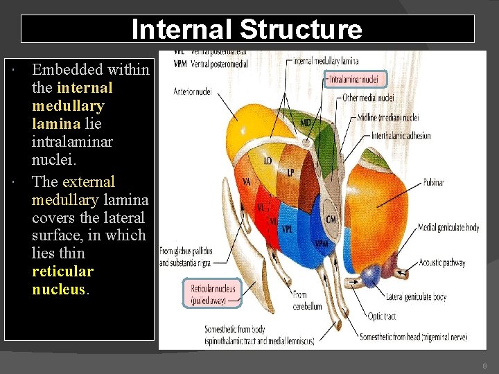 Internal Structure Embedded within the internal medullary lamina lie intralaminar nuclei. The external medullary