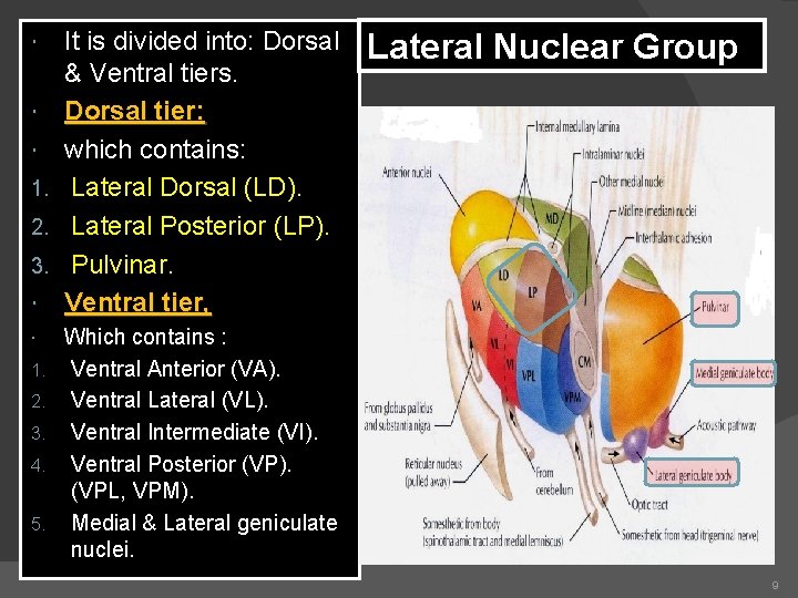  1. 2. 3. 4. 5. It is divided into: Dorsal & Ventral tiers.