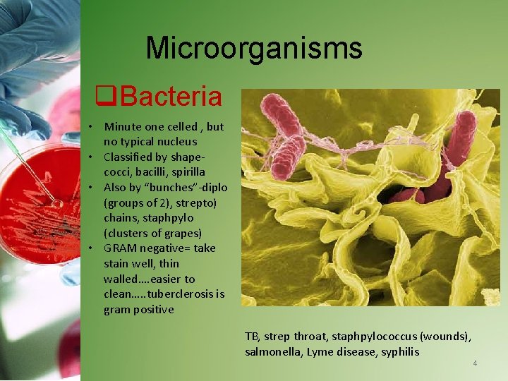 Microorganisms q. Bacteria • Minute one celled , but no typical nucleus • Classified