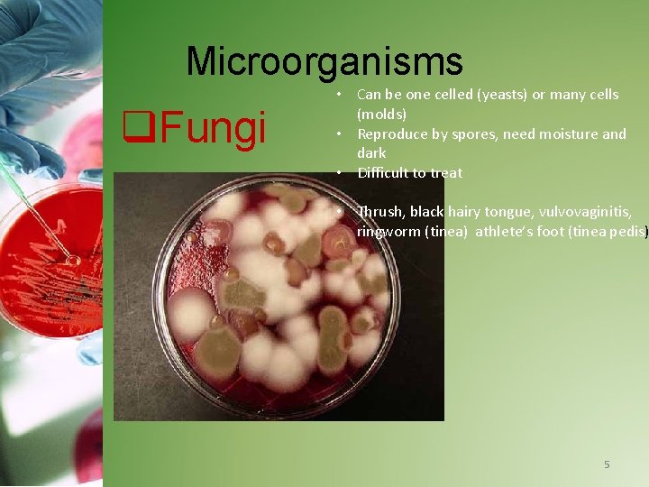 Microorganisms q. Fungi • Can be one celled (yeasts) or many cells (molds) •