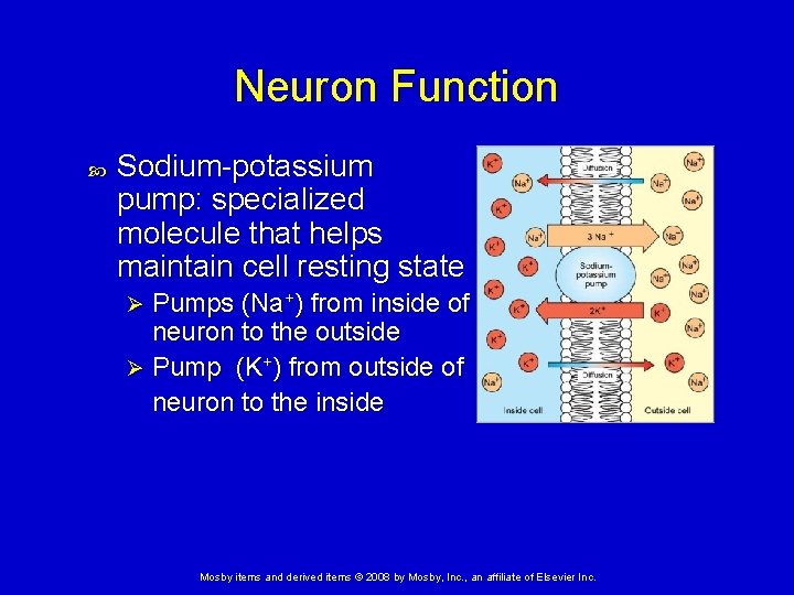 Neuron Function Sodium-potassium pump: specialized molecule that helps maintain cell resting state Pumps (Na+) Neuron Function Sodium-potassium pump: specialized molecule that helps maintain cell resting state Pumps (Na+)