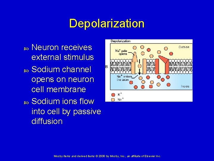 Depolarization Neuron receives external stimulus Sodium channel opens on neuron cell membrane Sodium ions Depolarization Neuron receives external stimulus Sodium channel opens on neuron cell membrane Sodium ions