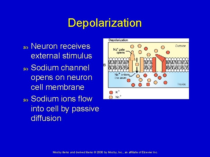 Depolarization Neuron receives external stimulus Sodium channel opens on neuron cell membrane Sodium ions