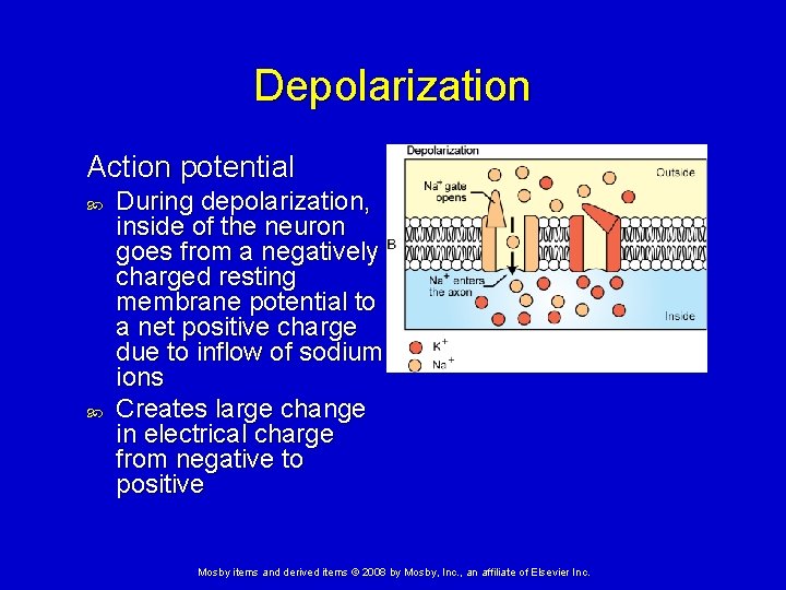 Depolarization Action potential During depolarization, inside of the neuron goes from a negatively charged