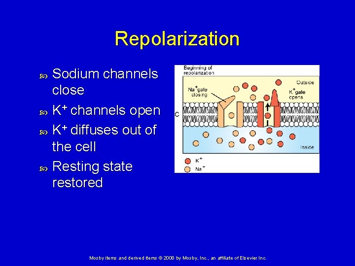 Repolarization Sodium channels close K+ channels open K+ diffuses out of the cell Resting
