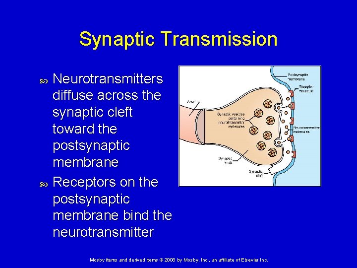 Synaptic Transmission Neurotransmitters diffuse across the synaptic cleft toward the postsynaptic membrane Receptors on