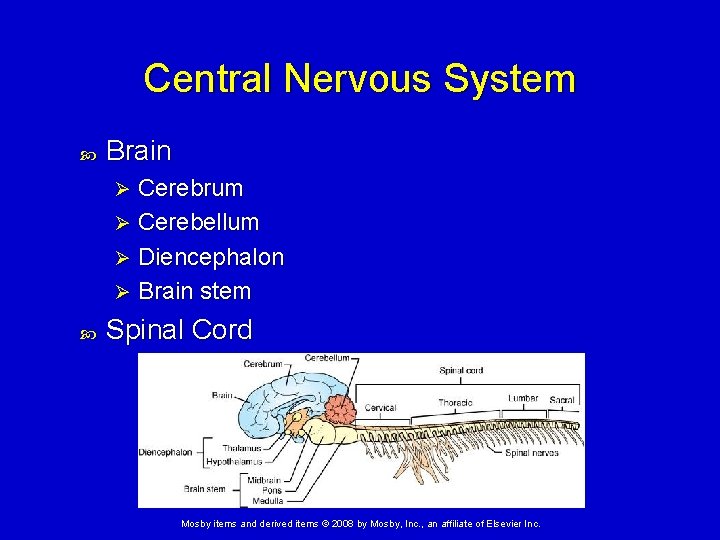 Central Nervous System Brain Cerebrum Ø Cerebellum Ø Diencephalon Ø Brain stem Ø Spinal Central Nervous System Brain Cerebrum Ø Cerebellum Ø Diencephalon Ø Brain stem Ø Spinal