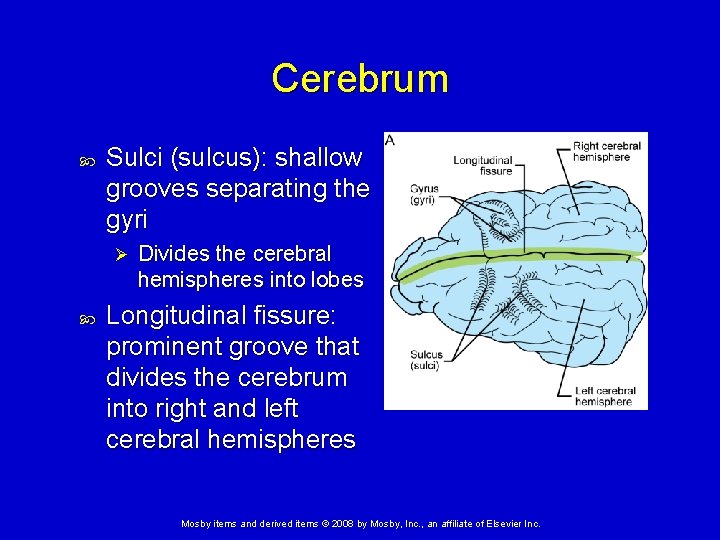 Cerebrum Sulci (sulcus): shallow grooves separating the gyri Ø Divides the cerebral hemispheres into