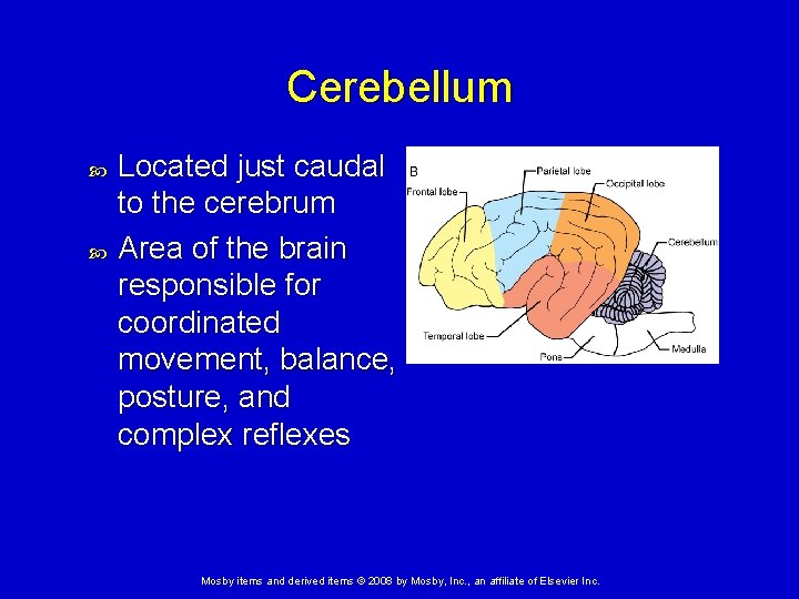 Cerebellum Located just caudal to the cerebrum Area of the brain responsible for coordinated