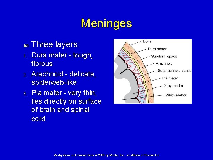 Meninges 1. 2. 3. Three layers: Dura mater - tough, fibrous Arachnoid - delicate,