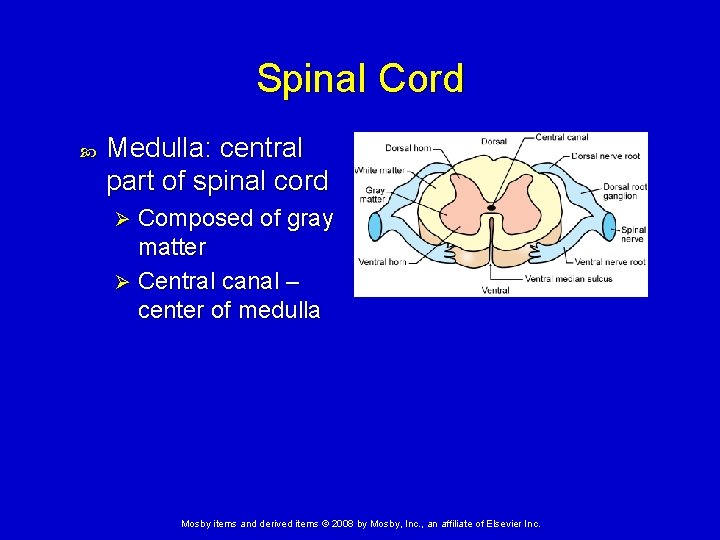 Spinal Cord Medulla: central part of spinal cord Composed of gray matter Ø Central Spinal Cord Medulla: central part of spinal cord Composed of gray matter Ø Central