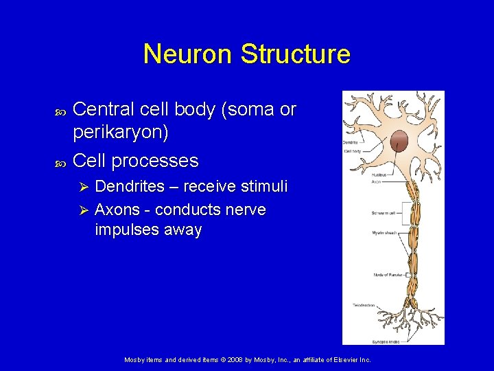 Neuron Structure Central cell body (soma or perikaryon) Cell processes Dendrites – receive stimuli Neuron Structure Central cell body (soma or perikaryon) Cell processes Dendrites – receive stimuli