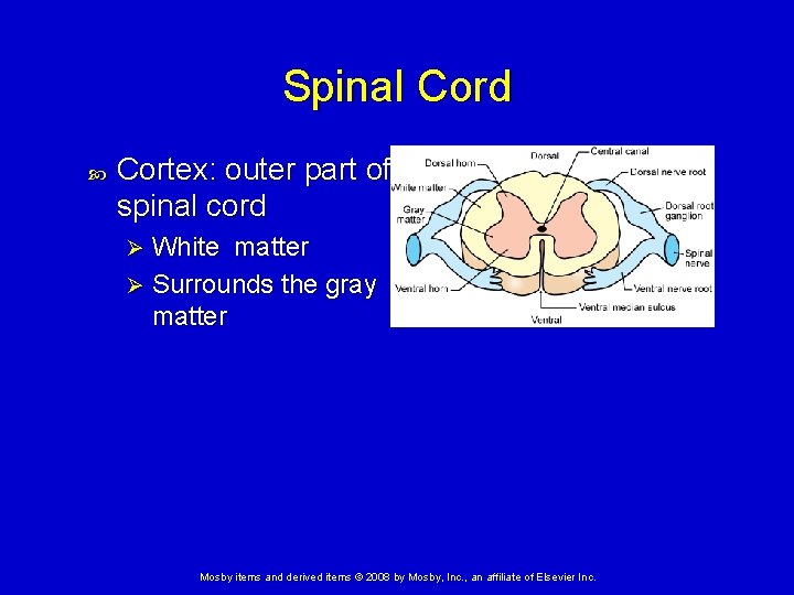 Spinal Cord Cortex: outer part of spinal cord White matter Ø Surrounds the gray