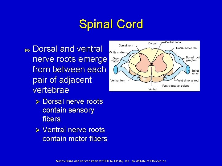 Spinal Cord Dorsal and ventral nerve roots emerge from between each pair of adjacent Spinal Cord Dorsal and ventral nerve roots emerge from between each pair of adjacent