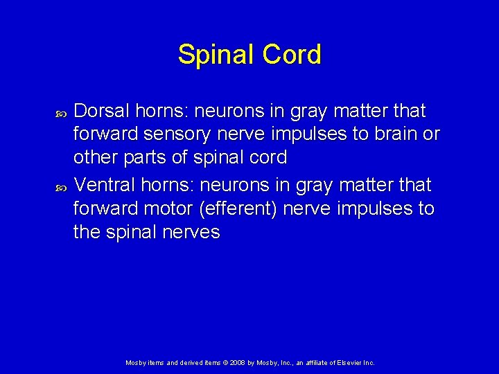 Spinal Cord Dorsal horns: neurons in gray matter that forward sensory nerve impulses to