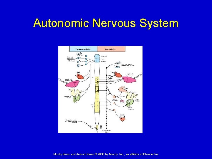 Autonomic Nervous System Mosby items and derived items © 2008 by Mosby, Inc. ,