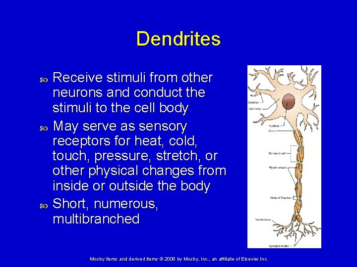 Dendrites Receive stimuli from other neurons and conduct the stimuli to the cell body