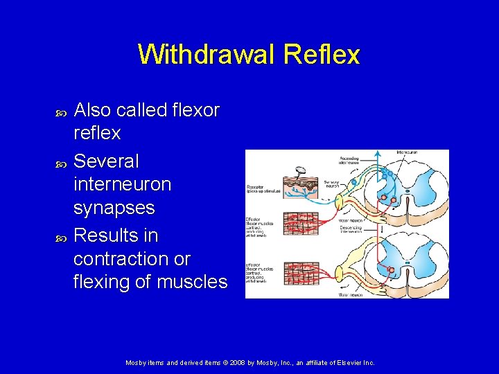 Withdrawal Reflex Also called flexor reflex Several interneuron synapses Results in contraction or flexing