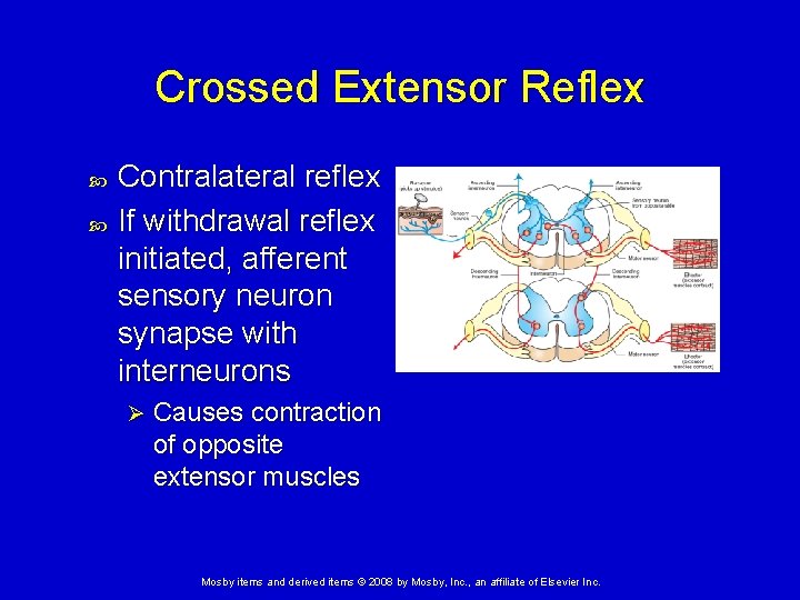 Crossed Extensor Reflex Contralateral reflex If withdrawal reflex initiated, afferent sensory neuron synapse with Crossed Extensor Reflex Contralateral reflex If withdrawal reflex initiated, afferent sensory neuron synapse with