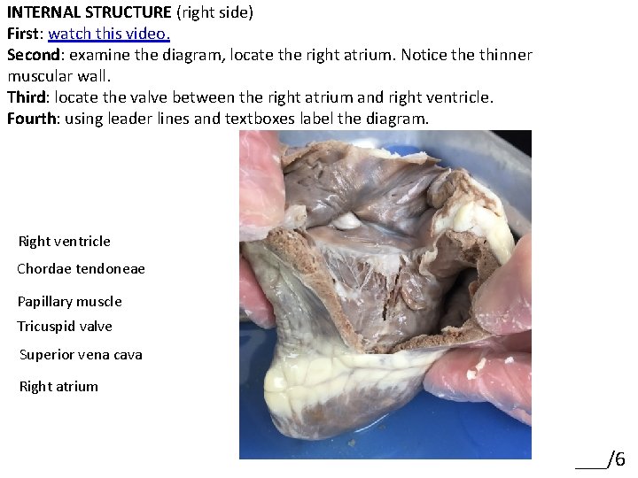 INTERNAL STRUCTURE (right side) First: watch this video. Second: examine the diagram, locate the