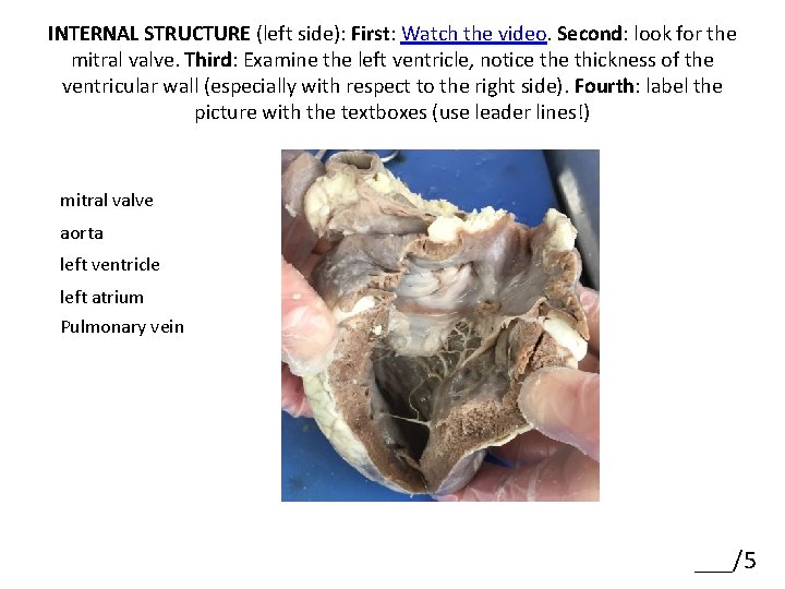 INTERNAL STRUCTURE (left side): First: Watch the video. Second: look for the mitral valve.
