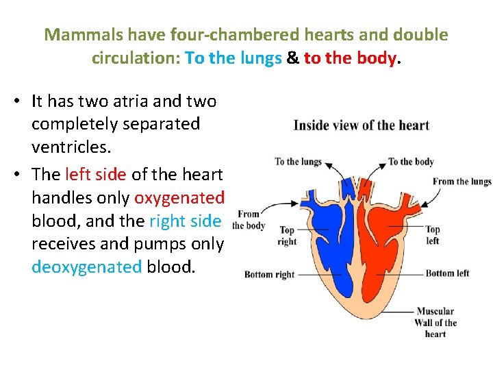 Mammals have four-chambered hearts and double circulation: To the lungs & to the body.