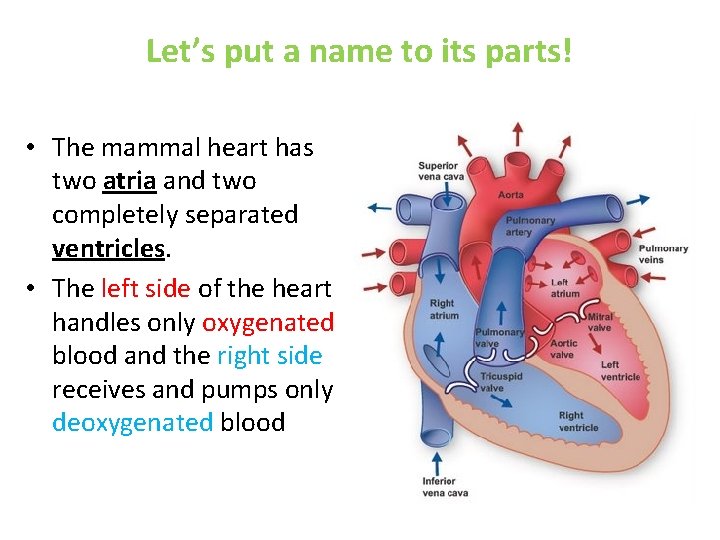 Let’s put a name to its parts! • The mammal heart has two atria