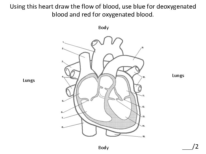 Using this heart draw the flow of blood, use blue for deoxygenated blood and