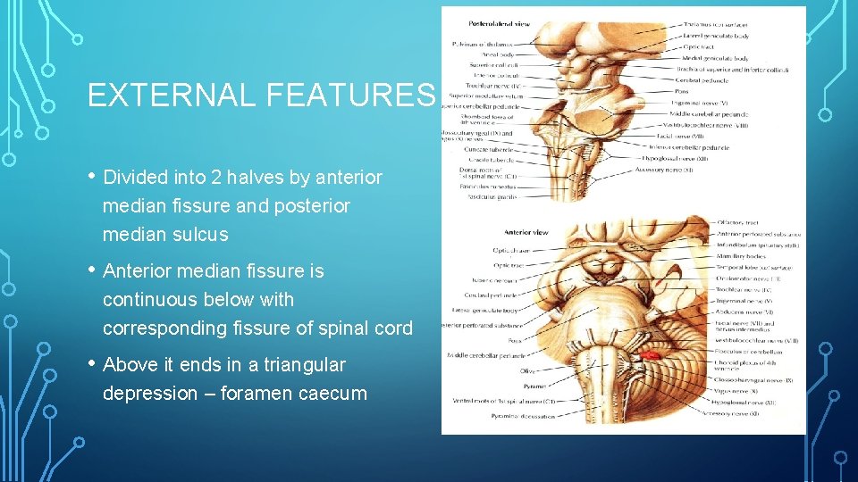 EXTERNAL FEATURES • Divided into 2 halves by anterior median fissure and posterior median