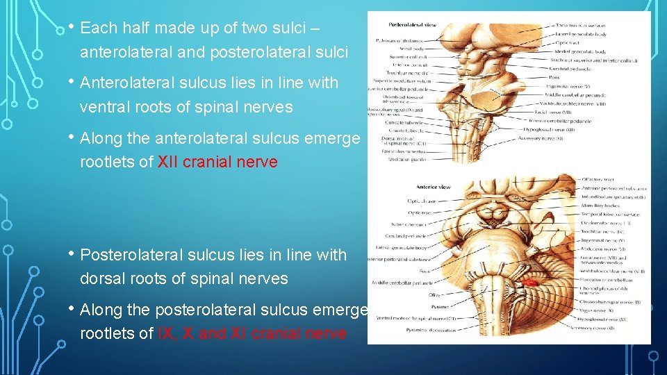  • Each half made up of two sulci – anterolateral and posterolateral sulci
