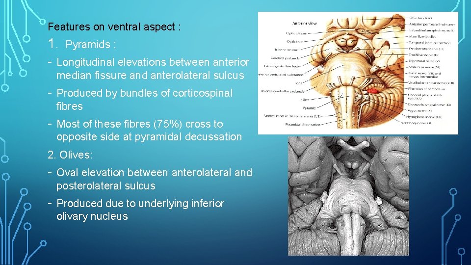 Features on ventral aspect : 1. Pyramids : - Longitudinal elevations between anterior median