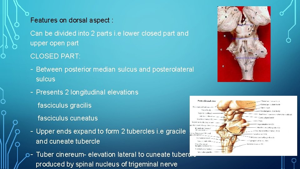 Features on dorsal aspect : Can be divided into 2 parts i. e lower