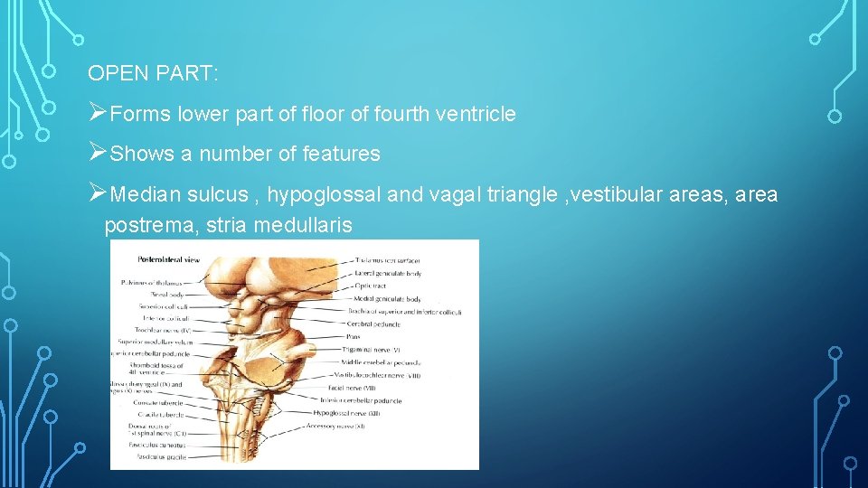 OPEN PART: ØForms lower part of floor of fourth ventricle ØShows a number of