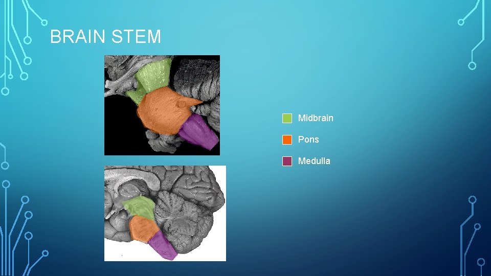 BRAIN STEM Midbrain Pons Medulla 
