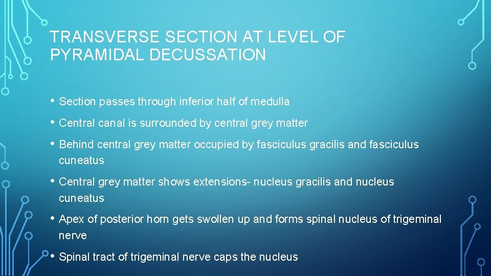 TRANSVERSE SECTION AT LEVEL OF PYRAMIDAL DECUSSATION • Section passes through inferior half of