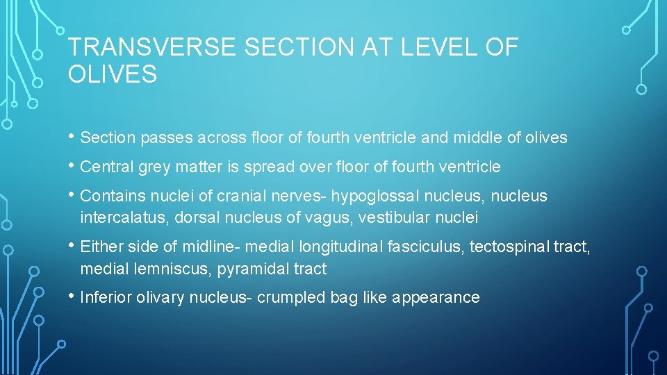 TRANSVERSE SECTION AT LEVEL OF OLIVES • Section passes across floor of fourth ventricle